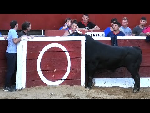 Nava de la Asunción 2023 El Toro se Mete en el Burladero