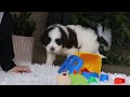 Portuguese Water Dog dogs for sale: Jewel - Video 1