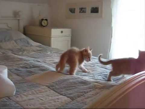 Ännu fler övergivna katter....