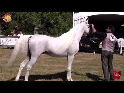 Elran Cup 2018 - Senior Stallions Championship