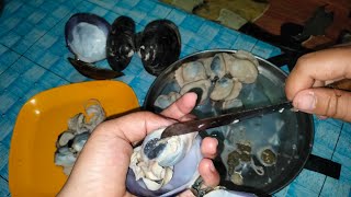 Download lagu How to Clean Shellfish Dirt (Tai/Taik) Kepah Shellfish / Kijing Shellfish / Lokan / Freshwater Sh... mp3 Download lagu How to Clean Shellfish Dirt (Tai/Taik) Kepah Shellfish / Kijing Shellfish / Lokan / Freshwater Sh... mp3