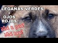 Mi perro tiene legañas verdes y ojos rojos, ¿Por qué?¿Qué debo hacer?