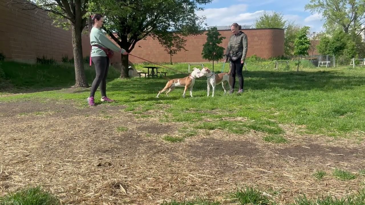 Enlarge Iga, an adopted Pit Bull Terrier in Chicago, IL video 5/5