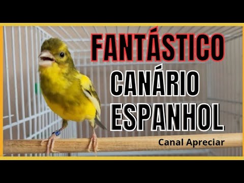 CANTO ESPETACULAR CANÁRIO ESPANHOL/ESPECIAL PARA TREINAMENTO