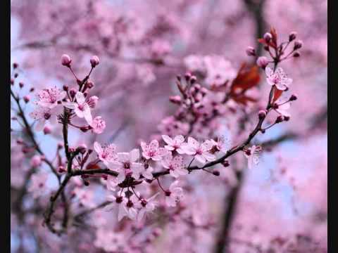 Paj Txiv Duaj Lub Kua Muag Ntshav (Suav xim xaus)