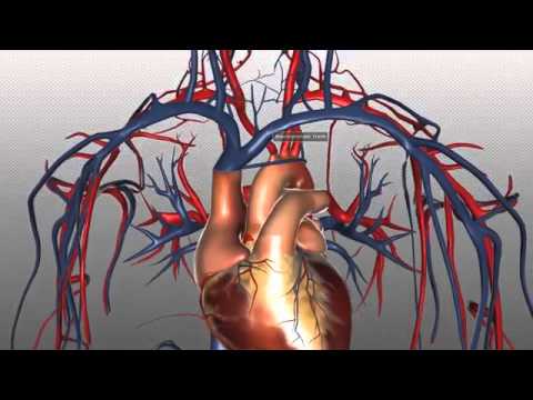 10.The Heart and Major Vessels   PART 2   Anatomy Tutorial