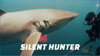 Face to Face with a Dusky Shark