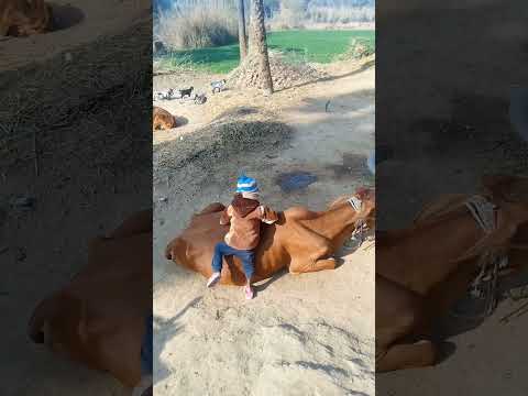 Mr Vicky Yt ka video shorts 😗😬😗😘😱🤫😘😌🤣🥰🤣😄🥳😔🥳😔😔😬😗😬😤😘😛😴😘🙁🤣😌🤣🥴🤣🥴🤣😄🥳😗😬😗😬😗😗😬😗😬