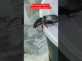 Horned Passalus Shorts Hornedpassalus Beetle Insects Viral Trending