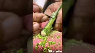 Download lagu Bikin pipa hisap rokok dari bambu #farming #diy #garden #agriculture mp3