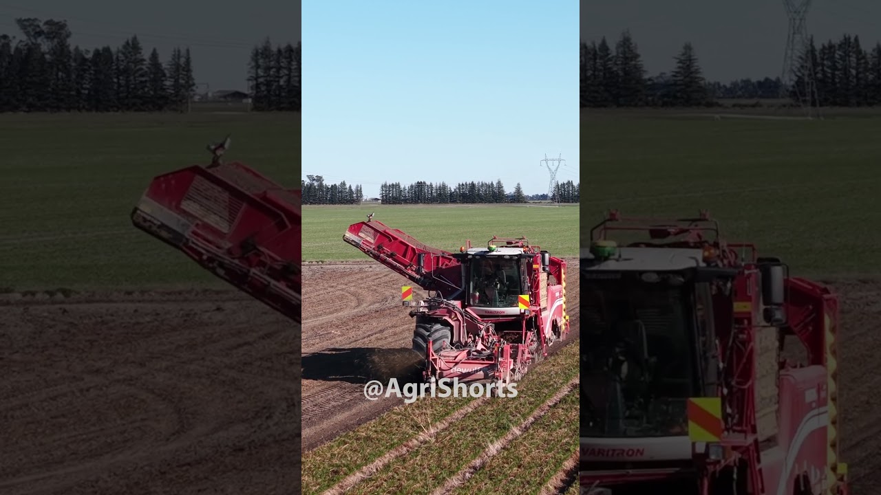 harvesting carrots !!