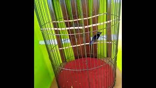 Download lagu Konin rasa love bird mp3