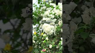 Download lagu Unnai naan paarthaenNaan rasithaenNaan thindaadinaen🤌🏻🖤💙 mp3