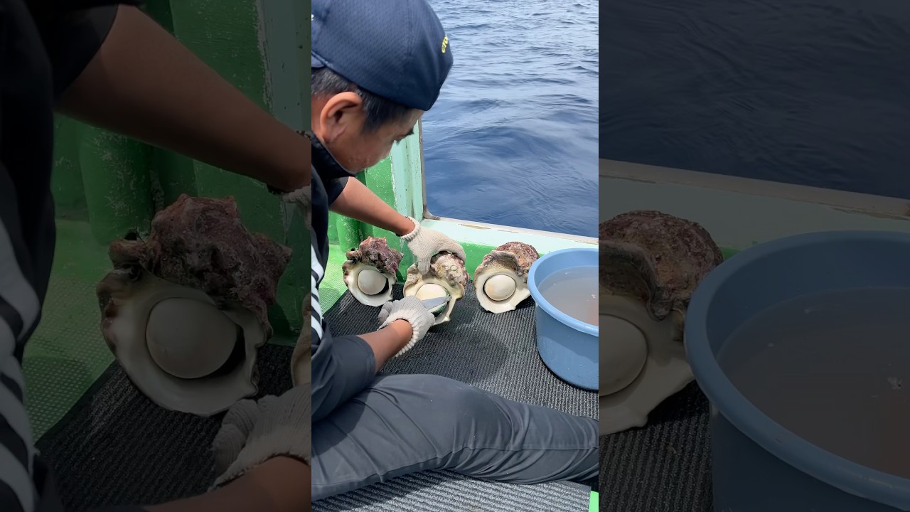 現役漁師の夜光貝捌き‼︎