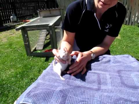 Restraining rat for general exam