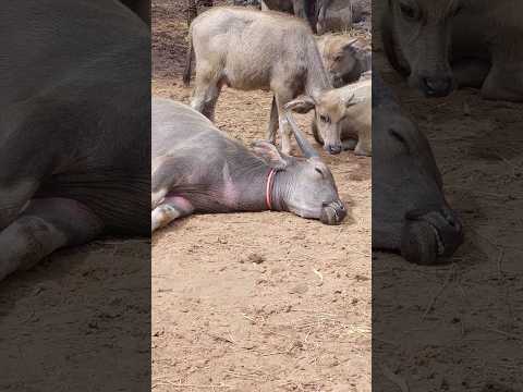 #shortvideo #animal #shortsvideo #cow #shortsfeed #shortvideo