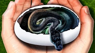 I Hatched A Jet Black Snake! by Brian Barczyk