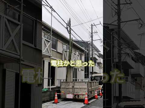 鉢植えと地植えの屋外サボテン：フランスで育てるべきグラフィック品種はどれですか?  庭園