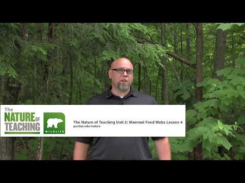 Energy Flows and Food Webs Sneak Peek