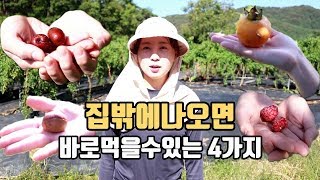 시골에서 가능한 진짜먹방