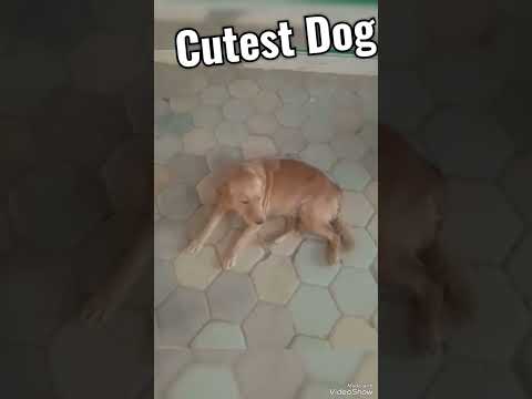 Cutest Dog Breeds - Most Adorable Dogs and Puppies#ytshorts #youtubeshorts #lata_mangeshkar