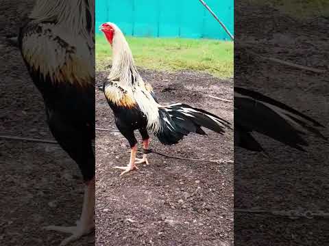 #BHIMAVARAM #QUALITY#COCKS#best #rooster #chicken #chicks #world cup#farms ##sankranthi #high #love