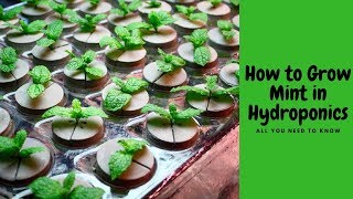 How to Grow Mint in Hydroponics