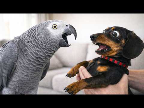 Talking Parrots vs Dogs… Funniest Reactions Ever 😂🦜🐶