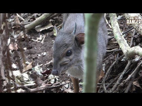 Blue Duiker (Philantomba monticola) | Smallest South African Antelope