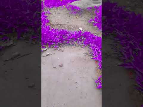 #flowers #nature #beautiful