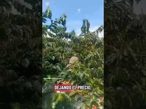 Chinchiná Caldas: En tiempo real gomelitos kilo 1400  Si tengo pega yo soy el patrón interno