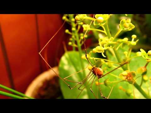 Harvestman Drinks Nepenthes Flower Nectar - YouTube
