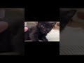 Gatitos que enamoran