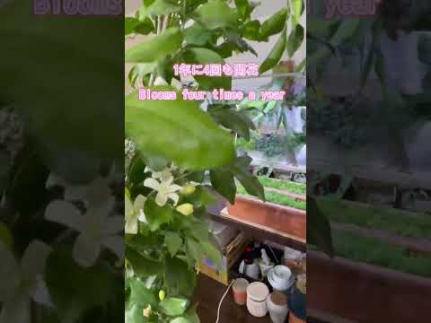 寒さに耐えられるウィンタージャスミンの管理方法は？彼には何が欠けているのでしょうか？  庭園