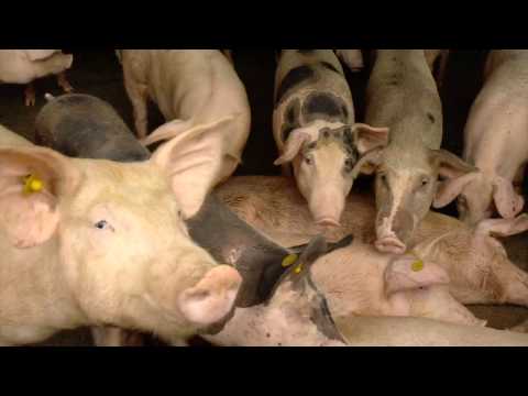 , title : 'Alimentación orgánica de cerdos | La Finca de Hoy'