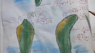 Plant hormone (উদ্ভিদের হরমোন - প্রকারভেদ )