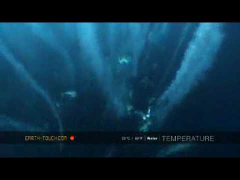 Sharks and dolphins in feeding frenzy