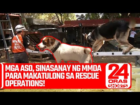 Mga aso, sinasanay ng MMDA para makatulong sa rescue operations! 24 Oras Weekend Shorts