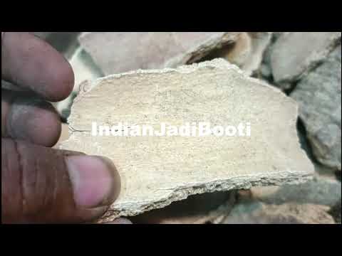 Varun Chaal (Powder) - Barun Chhal - Varun Chal - Varun Bark - Barna Chilka