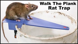 Rats &amp; Skunks - Automatic Walk The Plank Rat Trap vs Huge Pack Rat In The Barn. Mousetrap Monday