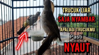 Download lagu trucuk betina memanggil jantan ini paling cepat direspon jadikan trucukan gacor nyaut seketika mp3