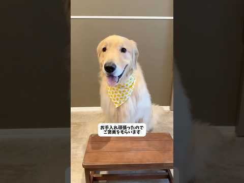 ( ˙-˙ )ｽﾝ #大型犬 #ゴールデンレトリバー