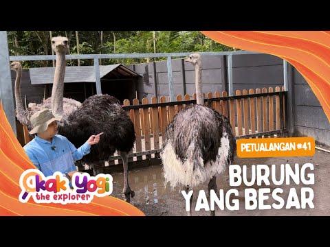 Kak Yogi The Explorer #41: Burung Yang Besar