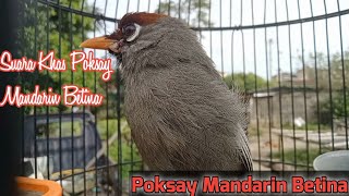 Download lagu Suara Khas Poksay Mandarin Betina Baru Dapat mp3 Download lagu Suara Khas Poksay Mandarin Betina Baru Dapat mp3