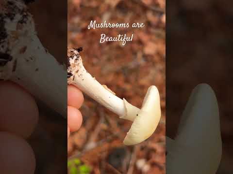 Mushrooms are Beautiful #paradise #mushrooms #nature