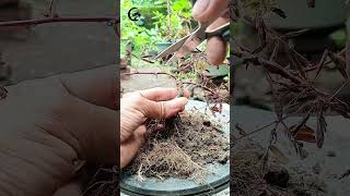 Download lagu Saya suka dengan karakternya bahan Putri Malu/ Mimosa Pudica calon OTR #hobibonsai #bonsailokal mp3 Download lagu Saya suka dengan karakternya bahan Putri Malu/ Mimosa Pudica calon OTR #hobibonsai #bonsailokal mp3