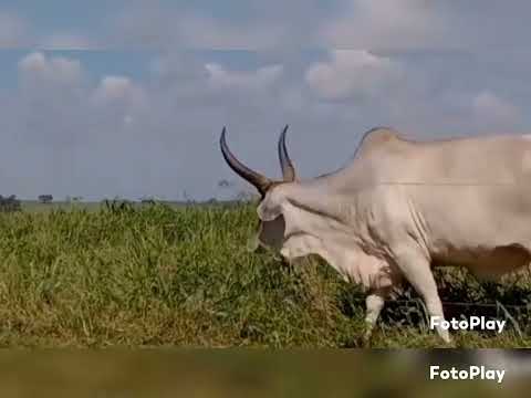 BRASIL GENÉTICA - DOADORA PO GUZERA. INTUIÇÃO AMAK