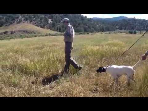 Teaching the Whoa Command