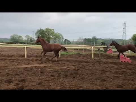 Our Ruth Carr trained DON'T JOKE(inside) & TREVIE FOUNTAIN loose lungeing on 4th May 2020