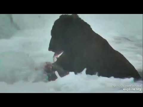 Ravenous Mane Bear BF 6/29/20